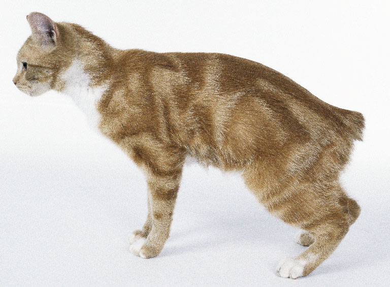 A Manx Cat