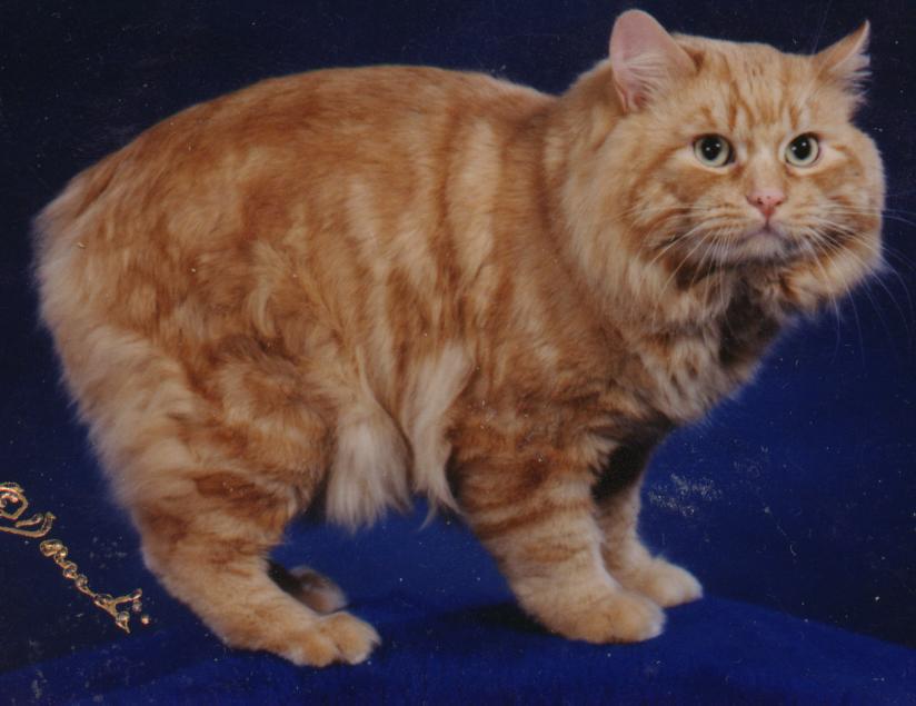 A brown and white Cymric cat