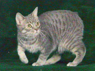 A grey and white Manx cat with a rumpy tail