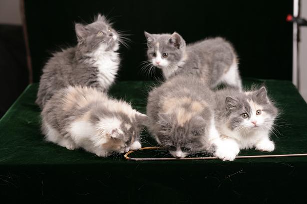 Manx Kittens 