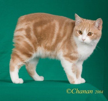 A brown and white Manx cat with a "rumpy" tail