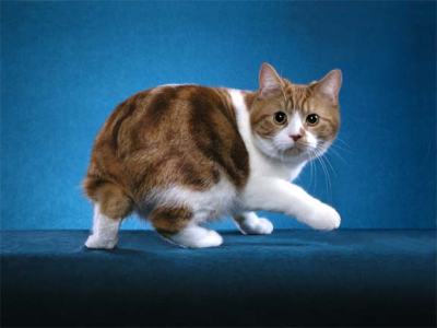 A Manx Cat with a "Rumpy" Tail