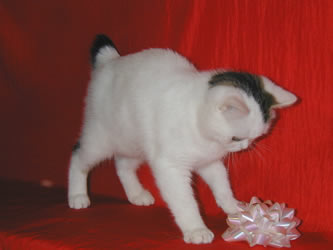 A Manx Kitten 